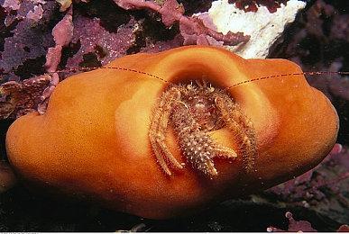 小女生最爱？《贝兹娃娃：炫耀你的时尚》登陆全平台